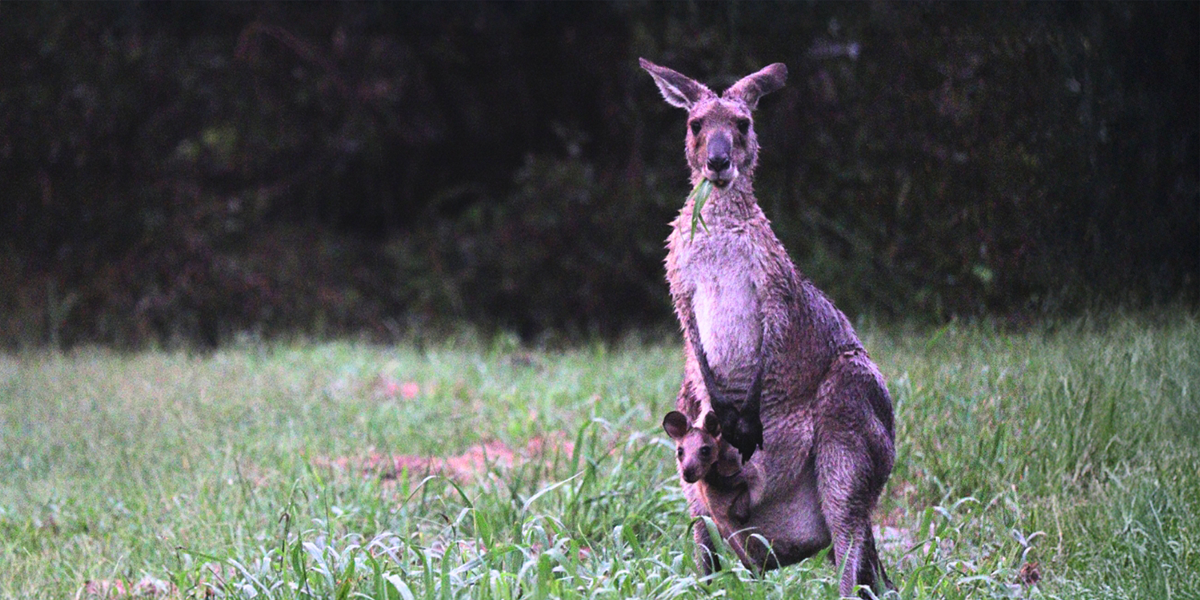 Tropical Cyclone Alfred – Emergency Wildlife Advice