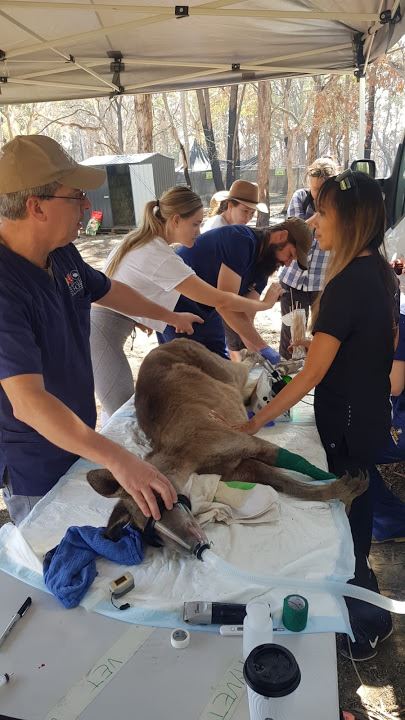 Supporting Emergency Vet Care
