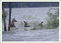 News - Flood Rescue 