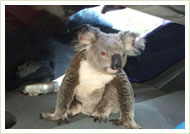 Koala seeks refuge in back seat 