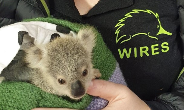Answering the Call of Australia’s Wildlife