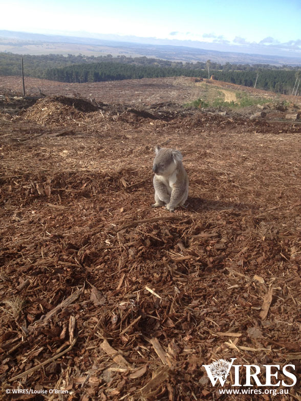 Koalas struggling with fragmented habitat