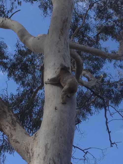 Trees at last for released koala