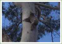 Workers help WIRES to rescue koalas from logging site