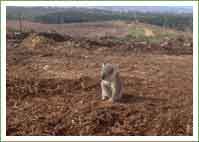 Workers help WIRES to rescue koalas from logging site