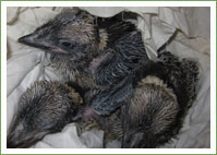 Kookaburra chicks survive fall 
