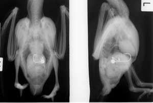 Kookaburra ingests fish hook