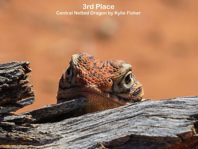 WIRES 2016 Australia Day Photo Competition - Winners