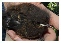 Logrunner chicks 
