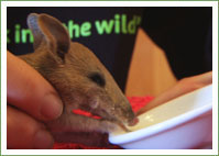 Long-nosed Bandicoot 