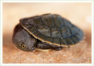 Long journey for young turtle 