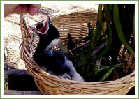Reuniting Chicks - Magpie 