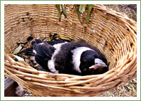 Reuniting Chicks - Magpie 