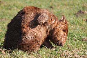 Help us save wombats
