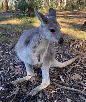 Orphaned Wallaroo joey