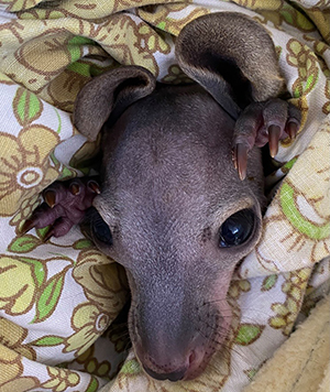 Orphaned Wallaroo joey
