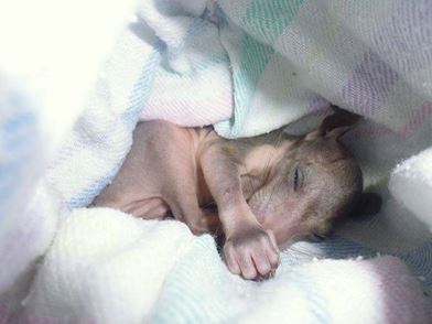 A cold night for an orphaned Mountain Brushtail joey