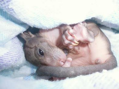 A cold night for an orphaned Mountain Brushtail joey