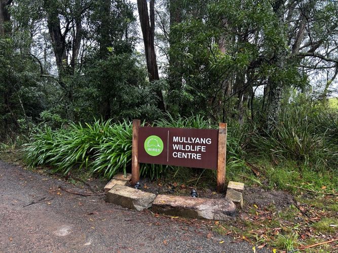 WIRES launches its first wildlife rehabilitation centre - Mullyang