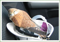 Caring motorist rescues kestrel