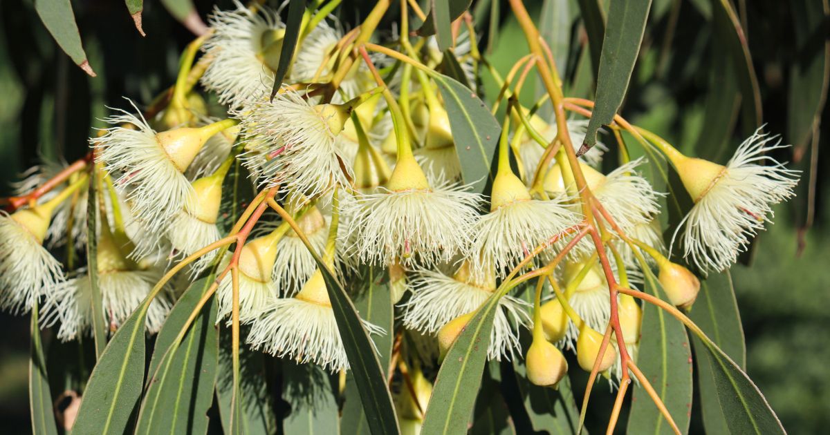 Celebrating National Eucalypt Day