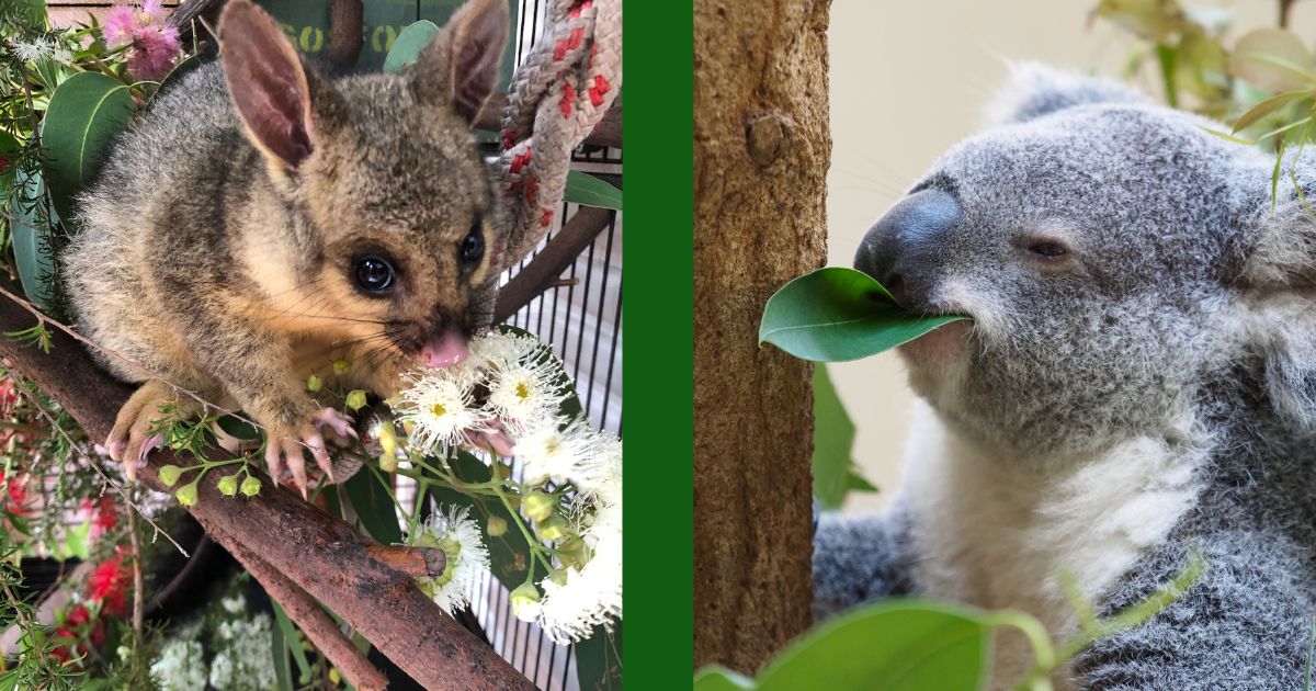 Celebrating National Eucalypt Day