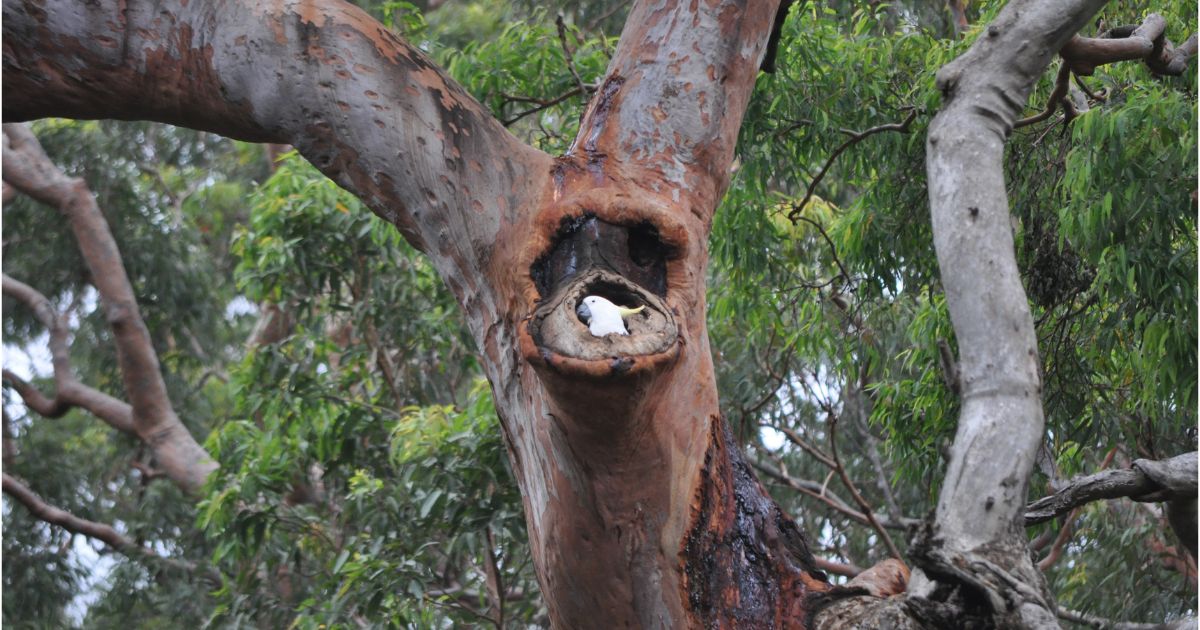Celebrating National Eucalypt Day