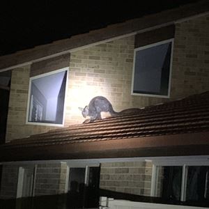 Wallaroo rescued from suburban roof!