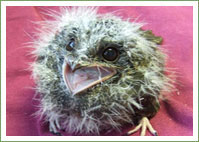 Owlet-nightjar chick 