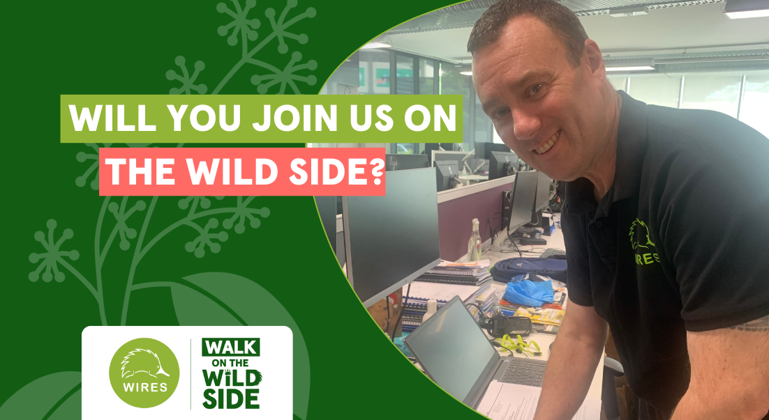 Walk on the Wild side