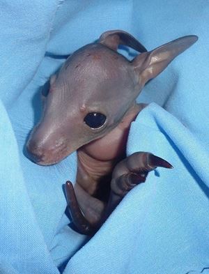 Pademelon joey rescued from roadside
