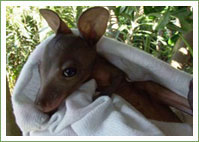 Dogs and wildlife do not mix