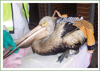 Newcastle Oil Spill Rescue Efforts