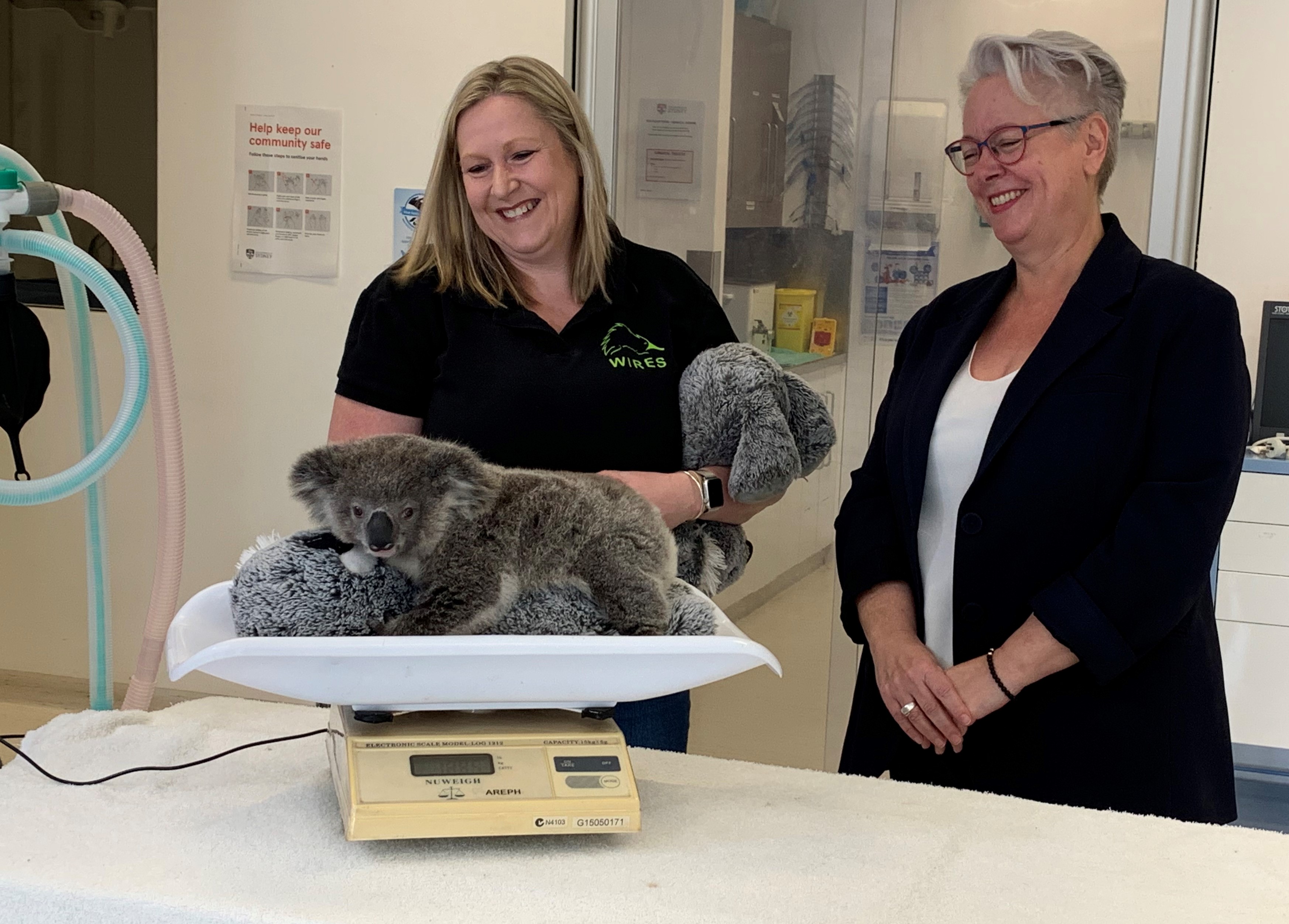 $80 Million to Protect Koalas in South-West Sydney