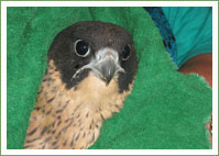 Peregrine Falcon Airport Rescue 
