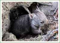 Wombat joey, growing up