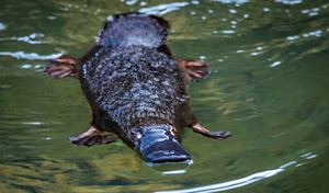 Platypus Rescue and Release