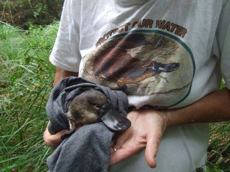 Young Platypus being found in unusual places