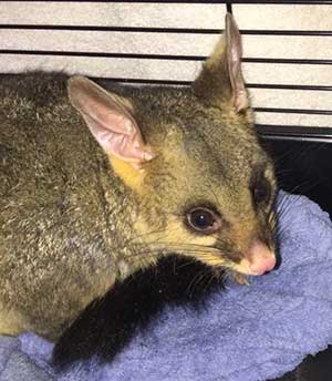 Possum with head trapped in glass jar makes full recovery and is released