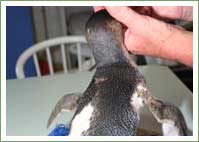 A close shave 