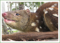 Urban Quoll Rescue 