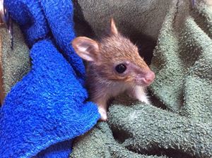 A very special Joey