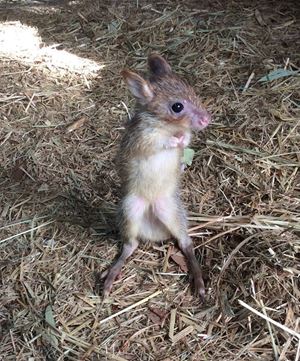 A very special Joey