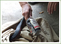 Reptiles and rubbish