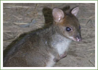 Endangered Joey cut off by floods