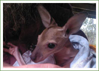Wallaby joey - mother a gunshot victim