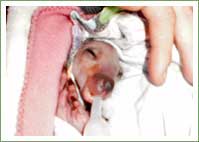 Tiny orphaned joey lucky to survive
