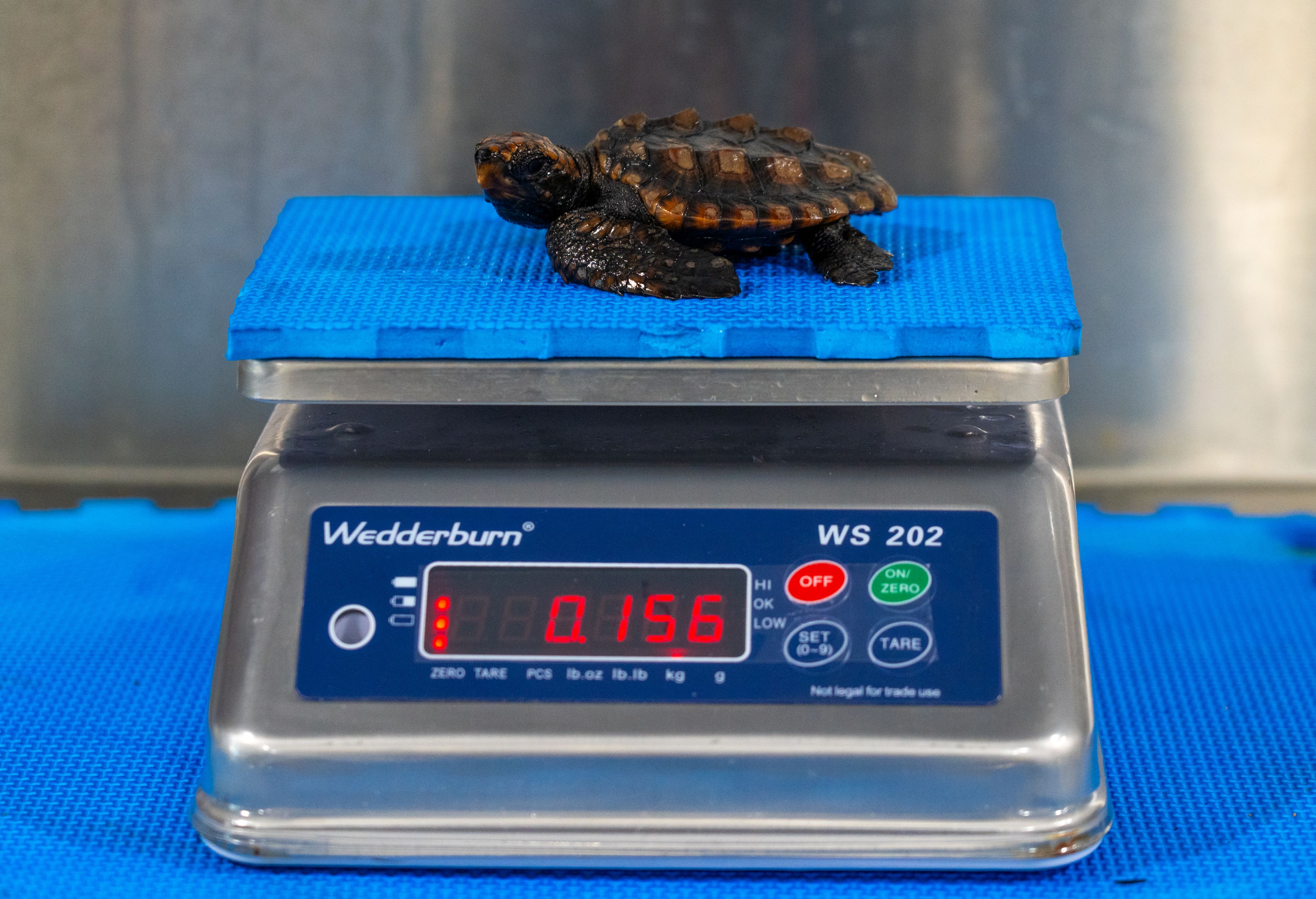 WIRES grant provides life-changing support for marine conservation