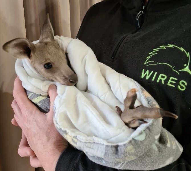 Answering the Call of Australia’s Wildlife