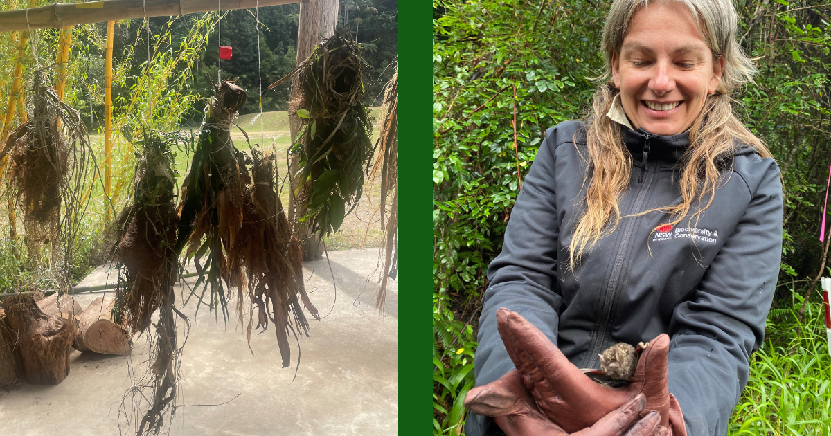 WIRES Assists Gumbaynggirr Country Weave Roosts For Threatened Bat Species